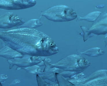 Los peces van al gimnasio: cómo mejorar el bienestar y la calidad de las especies de acuicultura
